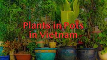 Free download Pots in Plants in Vietnam - a Pot Rap video and edit with RedcoolMedia movie maker MovieStudio video editor online and AudioStudio audio editor onlin