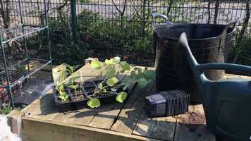 Free download Potting On Seedlings video and edit with RedcoolMedia movie maker MovieStudio video editor online and AudioStudio audio editor onlin