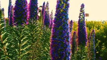 Free download Pride of Madeira Science video and edit with RedcoolMedia movie maker MovieStudio video editor online and AudioStudio audio editor onlin