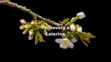 Free download Primavera a Laterina - Trailer video and edit with RedcoolMedia movie maker MovieStudio video editor online and AudioStudio audio editor onlin