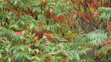 Free download Process Cinema video and edit with RedcoolMedia movie maker MovieStudio video editor online and AudioStudio audio editor onlin