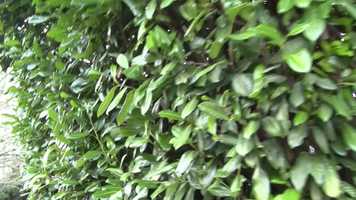 Free download Project Arking Light Above Lumination Foundation Campaign video and edit with RedcoolMedia movie maker MovieStudio video editor online and AudioStudio audio editor onlin