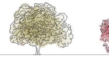 Free download project e/stablish x North East Trees video and edit with RedcoolMedia movie maker MovieStudio video editor online and AudioStudio audio editor onlin