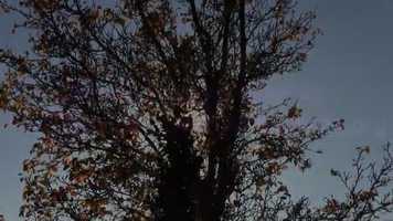 Free download Project Triumphant Tree Campaign video and edit with RedcoolMedia movie maker MovieStudio video editor online and AudioStudio audio editor onlin