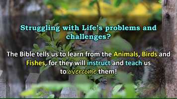 Free download PROMO BOOK Squirrel Video Music video and edit with RedcoolMedia movie maker MovieStudio video editor online and AudioStudio audio editor onlin