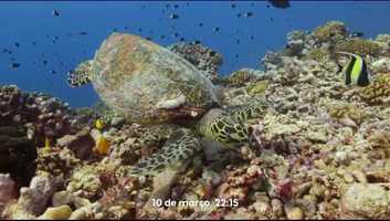 Free download Promo da Srie Vida no Azul - Animal Planet video and edit with RedcoolMedia movie maker MovieStudio video editor online and AudioStudio audio editor onlin