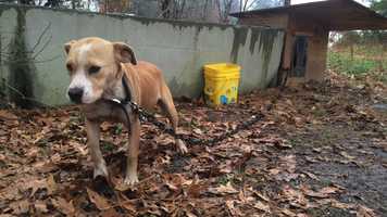 Free download PSA - Animal Abuse RC video and edit with RedcoolMedia movie maker MovieStudio video editor online and AudioStudio audio editor onlin