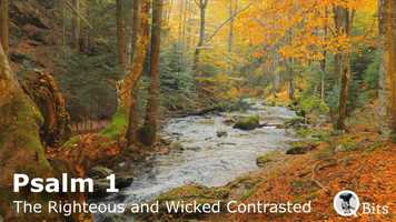 Free download Psalm 1: The Righteous  Wicked Contrasted video and edit with RedcoolMedia movie maker MovieStudio video editor online and AudioStudio audio editor onlin