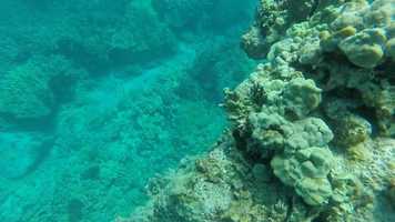 Free download Puako humpback whale songs video and edit with RedcoolMedia movie maker MovieStudio video editor online and AudioStudio audio editor onlin