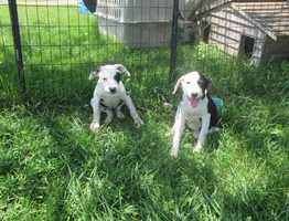 Free download Puppy  -  Patty Shukla   (Yin  Yang) video and edit with RedcoolMedia movie maker MovieStudio video editor online and AudioStudio audio editor onlin