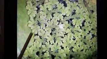 Free download Pure science botany xii video and edit with RedcoolMedia movie maker MovieStudio video editor online and AudioStudio audio editor onlin