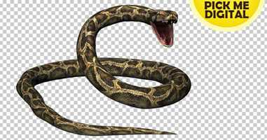 Free download Python 01 | Motion Graphics - Envato elements video and edit with RedcoolMedia movie maker MovieStudio video editor online and AudioStudio audio editor onlin