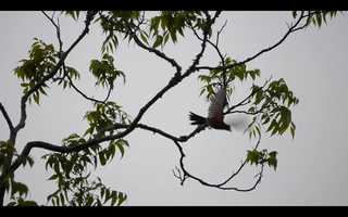 Free download Quarantine Prelude video and edit with RedcoolMedia movie maker MovieStudio video editor online and AudioStudio audio editor onlin