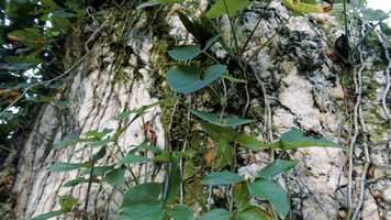 Free download QUARTZ MOVIE video and edit with RedcoolMedia movie maker MovieStudio video editor online and AudioStudio audio editor onlin