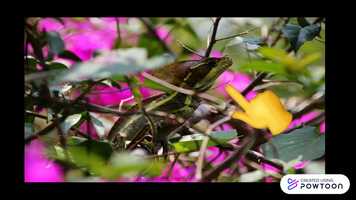 Free download Raihan-Part4 video and edit with RedcoolMedia movie maker MovieStudio video editor online and AudioStudio audio editor onlin