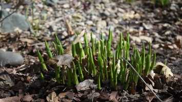 Free download Rain Gardens video and edit with RedcoolMedia movie maker MovieStudio video editor online and AudioStudio audio editor onlin