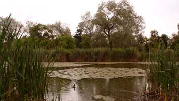 Free download Rain Lake video and edit with RedcoolMedia movie maker MovieStudio video editor online and AudioStudio audio editor onlin