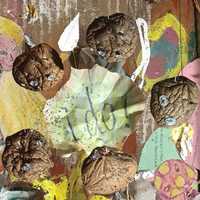 Free download rain/ real mushrooms video and edit with RedcoolMedia movie maker MovieStudio video editor online and AudioStudio audio editor onlin