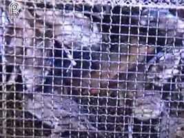 Free download Raiva herbvora mata animal no Rio Grade do Sul video and edit with RedcoolMedia movie maker MovieStudio video editor online and AudioStudio audio editor onlin