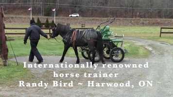 Free download Randy Bird Educational Video video and edit with RedcoolMedia movie maker MovieStudio video editor online and AudioStudio audio editor onlin