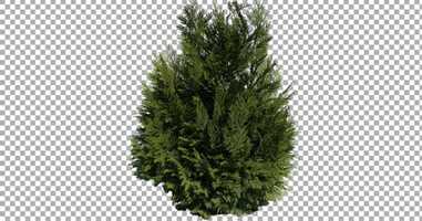 Free download Real Coniferous Plant Isolated 1 | Stock Footage - Envato elements video and edit with RedcoolMedia movie maker MovieStudio video editor online and AudioStudio audio editor onlin