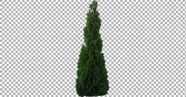 Free download Real Coniferous Plant Isolated 8 | Stock Footage - Envato elements video and edit with RedcoolMedia movie maker MovieStudio video editor online and AudioStudio audio editor onlin
