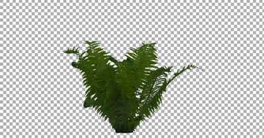 Free download Real Fern Isolated on the Wind 1 | Stock Footage - Envato elements video and edit with RedcoolMedia movie maker MovieStudio video editor online and AudioStudio audio editor onlin