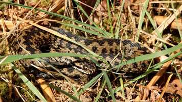 Free download Really Wild Learning  Wild World Heroes Part Three video and edit with RedcoolMedia movie maker MovieStudio video editor online and AudioStudio audio editor onlin