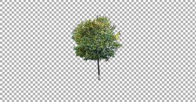 Free download Real Tree Isolated in the Wind 3 | Motion Graphics - Envato elements video and edit with RedcoolMedia movie maker MovieStudio video editor online and AudioStudio audio editor onlin