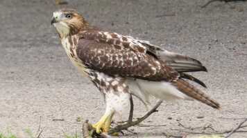 Free download Recently fledged Red-tailed Hawk honing skills and learning from Mama! video and edit with RedcoolMedia movie maker MovieStudio video editor online and AudioStudio audio editor onlin