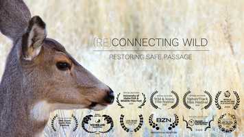 Free download (RE)CONNECTING WILD - Trailer video and edit with RedcoolMedia movie maker MovieStudio video editor online and AudioStudio audio editor onlin