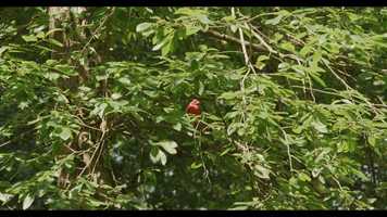 Free download RED Gemini Sample - No Edit video and edit with RedcoolMedia movie maker MovieStudio video editor online and AudioStudio audio editor onlin