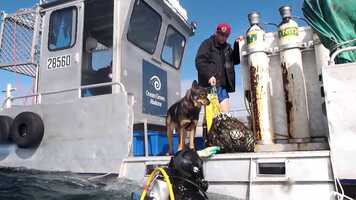 Free download RED Grants-Ocean Grown Abalone, Augusta.movie.mp4 video and edit with RedcoolMedia movie maker MovieStudio video editor online and AudioStudio audio editor onlin