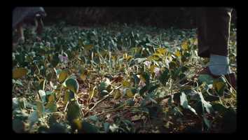 Free download Red Sea Film Festival Promo video and edit with RedcoolMedia movie maker MovieStudio video editor online and AudioStudio audio editor onlin