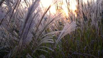 Free download Red Space Cadet ft. Ekaterina - Слабый тигр video and edit with RedcoolMedia movie maker MovieStudio video editor online and AudioStudio audio editor onlin