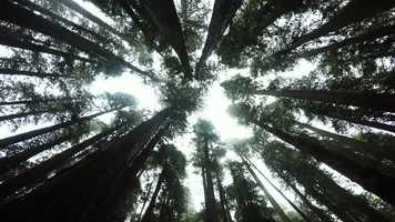 Free download Redwoods video and edit with RedcoolMedia movie maker MovieStudio video editor online and AudioStudio audio editor onlin