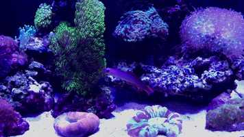 Free download Reef in Action video and edit with RedcoolMedia movie maker MovieStudio video editor online and AudioStudio audio editor onlin