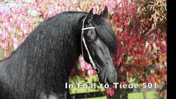 Free download Regina STER video and edit with RedcoolMedia movie maker MovieStudio video editor online and AudioStudio audio editor onlin