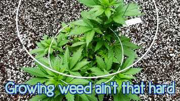 Free download Relax video and edit with RedcoolMedia movie maker MovieStudio video editor online and AudioStudio audio editor onlin