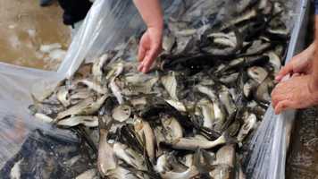 Free download Releasing Fish Into The River Stock Video video and edit with RedcoolMedia movie maker MovieStudio video editor online and AudioStudio audio editor onlin