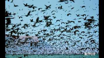 Free download Remix Attenborough The Project video and edit with RedcoolMedia movie maker MovieStudio video editor online and AudioStudio audio editor onlin