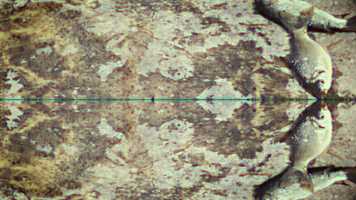 Free download Rémora video and edit with RedcoolMedia movie maker MovieStudio video editor online and AudioStudio audio editor onlin