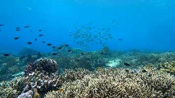 Free download repeatedlyreminded Raja Ampat video and edit with RedcoolMedia movie maker MovieStudio video editor online and AudioStudio audio editor onlin