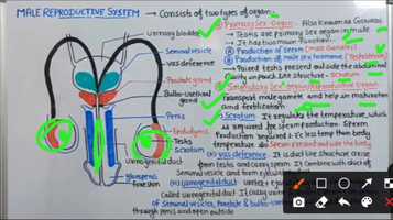 Free download Reproductive system video and edit with RedcoolMedia movie maker MovieStudio video editor online and AudioStudio audio editor onlin