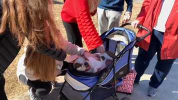 Free download Rescue Paws UGA Kissing Booth with GEBR video and edit with RedcoolMedia movie maker MovieStudio video editor online and AudioStudio audio editor onlin