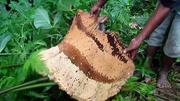 Free download Resilience - Agta Honey video and edit with RedcoolMedia movie maker MovieStudio video editor online and AudioStudio audio editor onlin