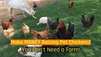 Free download Retiring Soon?  Eggsalent! Fun! LOOK! Build Your Nest Egg Part Time Or Full Income! - video and edit with RedcoolMedia movie maker MovieStudio video editor online and AudioStudio audio editor onlin