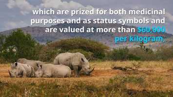 Free download Rhino Forensics: How Genetics Is Used To Track Down Poachers And Traffickers video and edit with RedcoolMedia movie maker MovieStudio video editor online and AudioStudio audio editor onlin