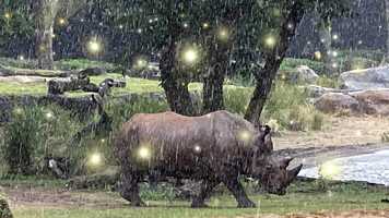 Free download Rhino Mock Charge and Enjoying the Rain-Disney World Animal Kingdom video and edit with RedcoolMedia movie maker MovieStudio video editor online and AudioStudio audio editor onlin
