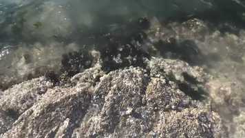 Free download ribbon video and edit with RedcoolMedia movie maker MovieStudio video editor online and AudioStudio audio editor onlin